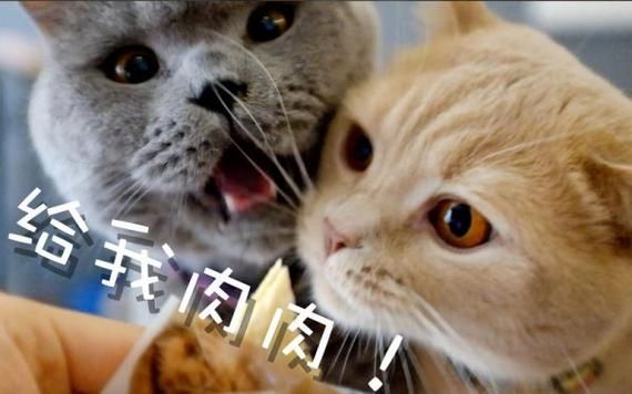 吸猫是啥意思是什么(难道是真吸猫吗)