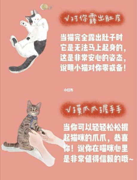 吸猫是啥意思是什么(难道是真吸猫吗)