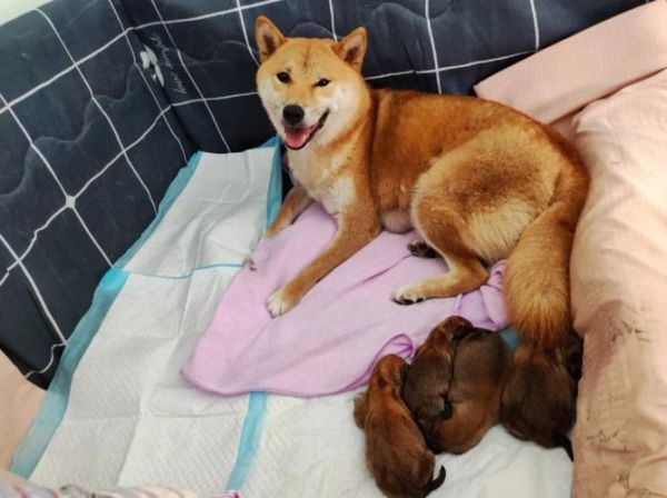 品种狗(你更想要一只陪伴型犬还是一只守护型犬)