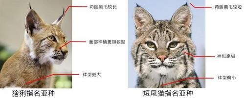 品种猫(到底选短毛猫还是长毛猫)