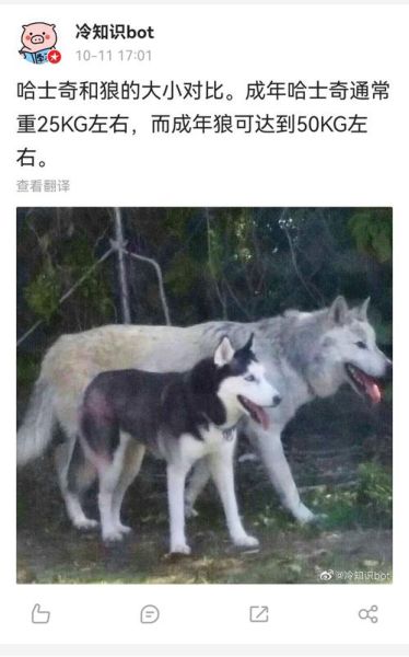 哈士奇 狼(它们谁更聪明)