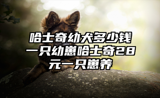 哈士奇一般多少钱一只(幼犬和成犬的价格一样吗)
