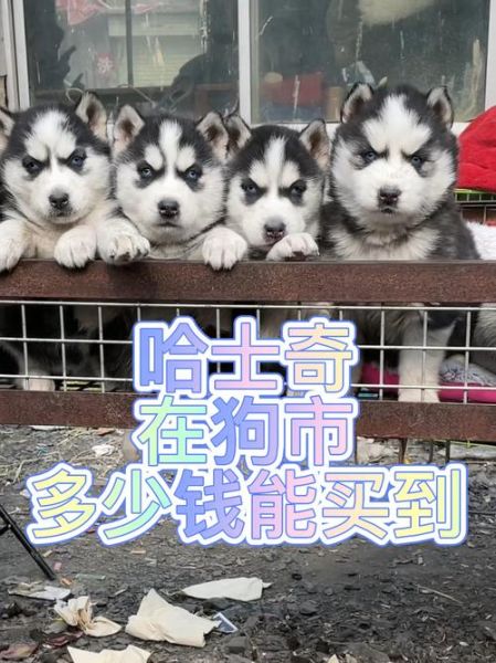 哈士奇价格(多少钱才算合理)