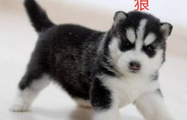 哈士奇价格多少合适?