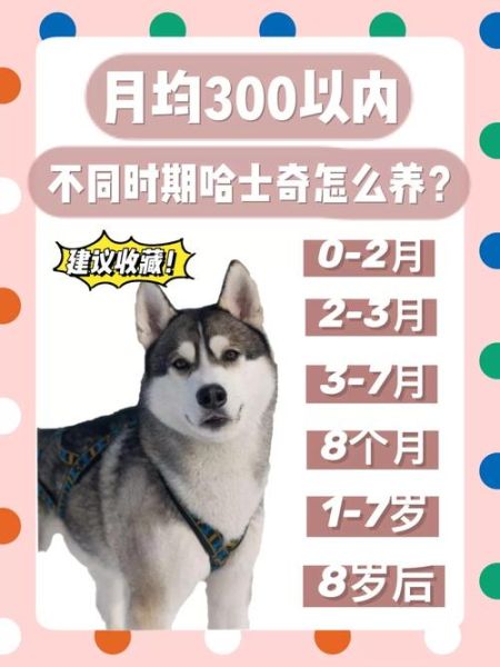 哈士奇吃什么(吃多了会不会生病)