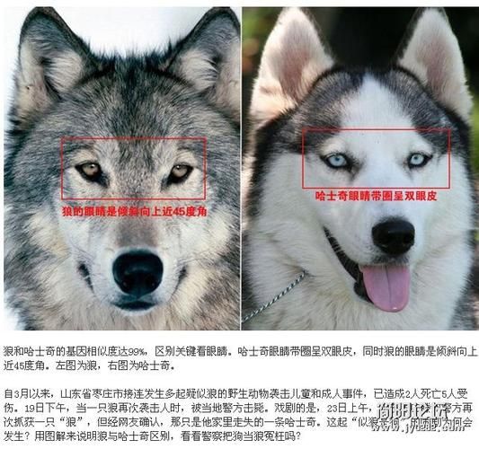 哈士奇和狼的区别(你分得清谁是狼谁是狗吗)