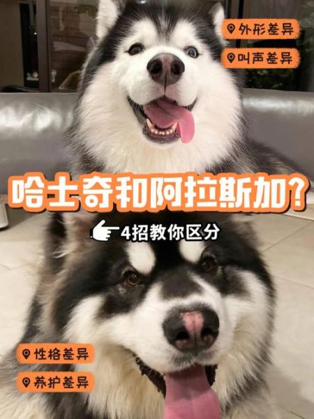 哈士奇和阿拉斯加(谁更适合带出去玩)