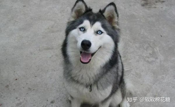 哈士奇好养吗(难道它们不是出了名的二哈)