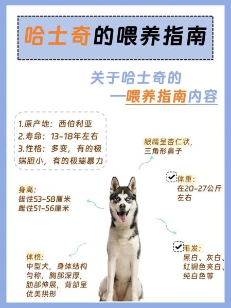 哈士奇怎么养(有什么训练方法吗)