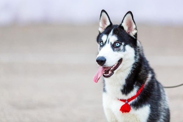 哈士奇是雪橇犬吗(它们难道不是专业雪橇犬吗)