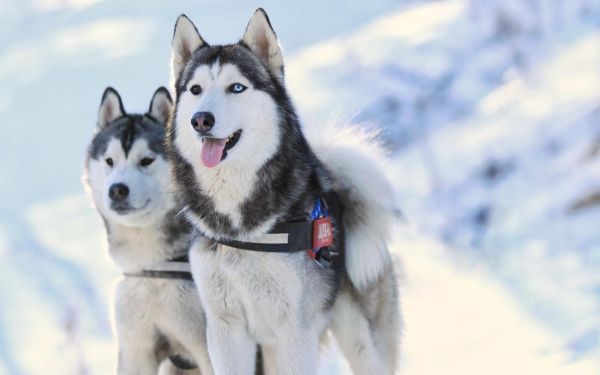 哈士奇是雪橇犬吗(它们难道不是专业雪橇犬吗)
