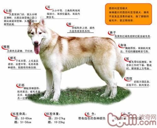 哈士奇标准(纯种哈士奇是不是特别友好)