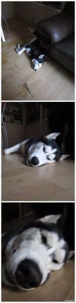 哈士奇犬( 养它真的会很累吗)