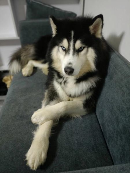 哈士奇犬( 养它真的会很累吗)