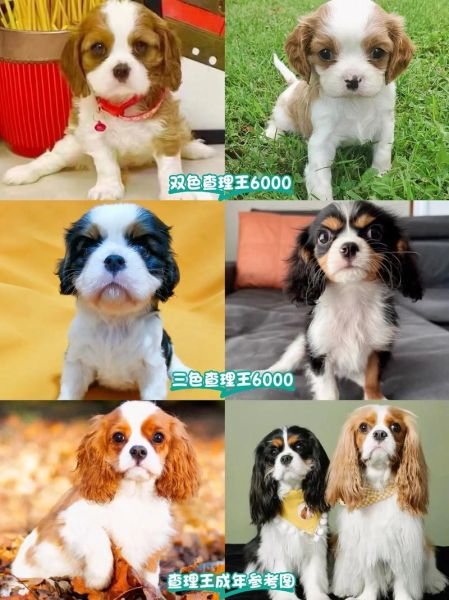 哈士奇犬舍(如何判断优质犬舍)