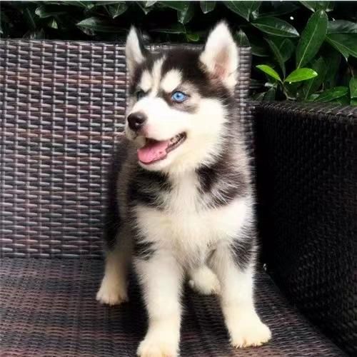 哈士奇犬舍(如何判断优质犬舍)