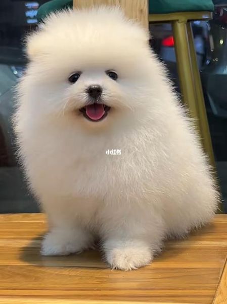 哈多利博美( 养它需要准备什么)