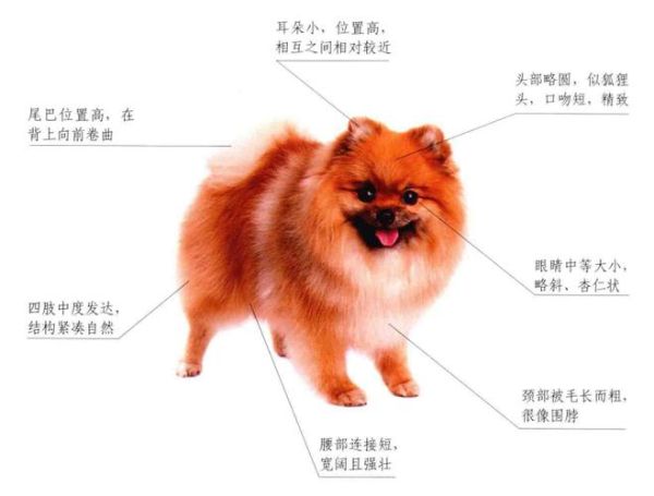 哈多利系博美犬(究竟是狐狸犬还是雪橇犬)
