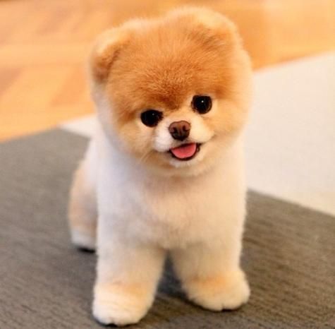 哈多利系博美犬(究竟是狐狸犬还是雪橇犬)