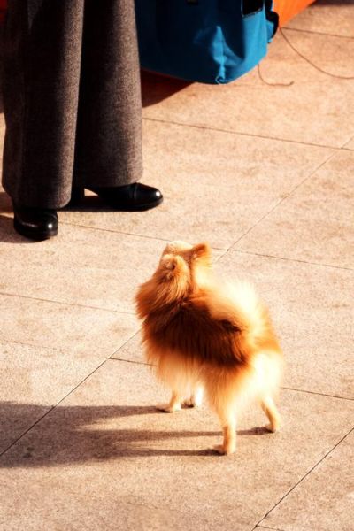 哈多利系博美犬图片(它们真的像小狐狸一样聪明吗)