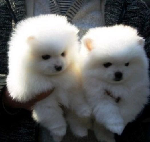 哈多利系博美犬图片(它们真的像小狐狸一样聪明吗)