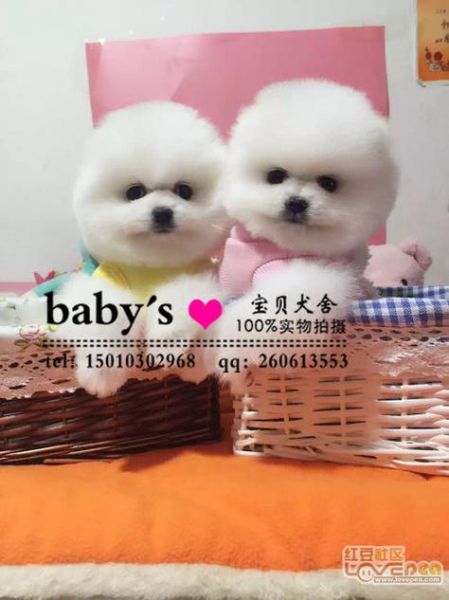 哈多利系博美犬多少钱(靠谱的购买渠道有哪些)