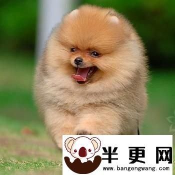 哈多利系博美犬多少钱(靠谱的购买渠道有哪些)