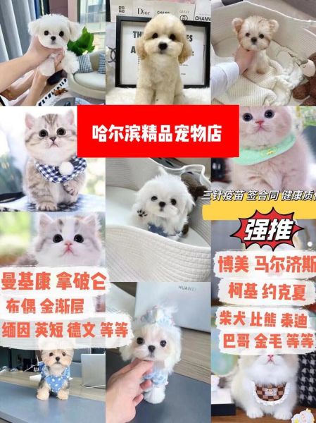 哈尔滨宠物(到底该去哪家店)