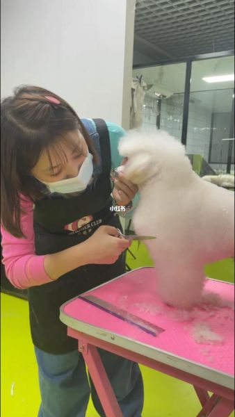 哈尔滨宠物美容学校(哈尔滨哪里培训)