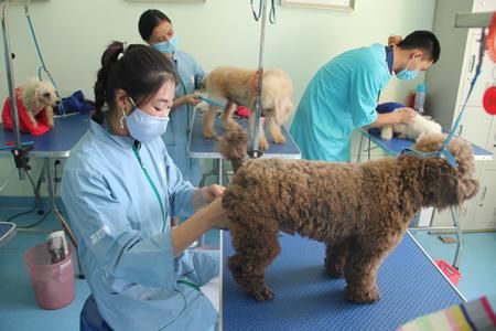 哈尔滨宠物美容师培训(学宠物美容有优势吗)