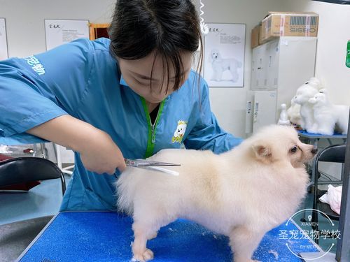 哈尔滨宠物美容师培训(学宠物美容有优势吗)