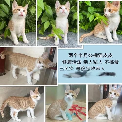 哈尔滨宠物领养(哪些领养中心值得推荐)