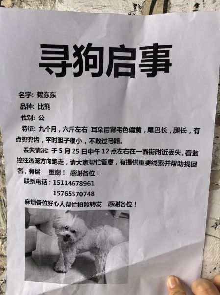哈尔滨狗(何时才能成为风尚)
