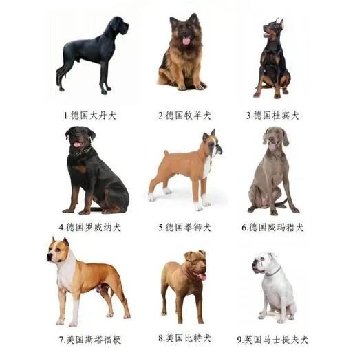 哈尔滨禁狗令(以后养狗还有必要吗)