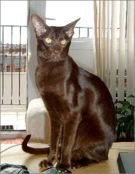 哈瓦那猫(它会像暹罗猫一样话痨吗)