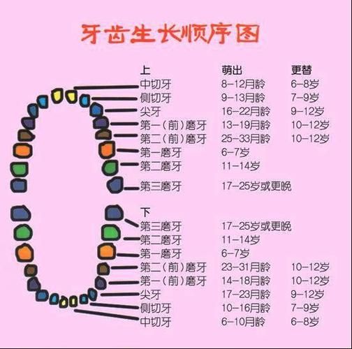哪种动物一直在换牙(换牙速度堪比流水线)