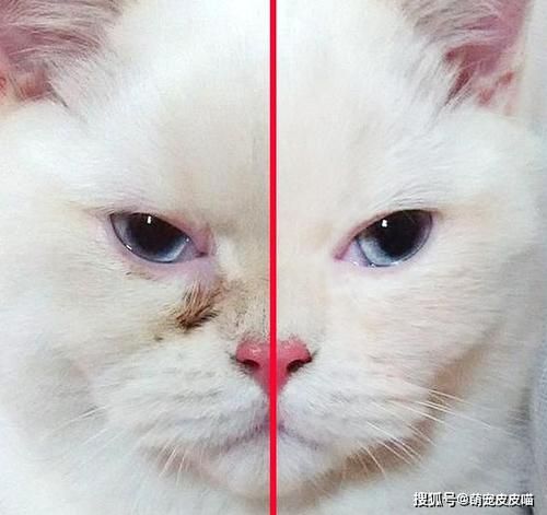 哪种猫容易有泪痕(为什么总是泪痕满面)