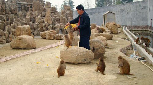 哪里有卖宠物猴(怎么才能找到正规的猴子卖家)