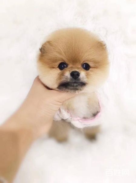 哪里有卖茶杯犬(靠谱的宠物店有哪些)