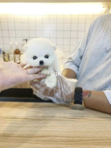 哪里有卖茶杯犬(靠谱的宠物店有哪些)