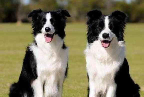 哪里有卖边境牧羊犬(价格实惠质量好)