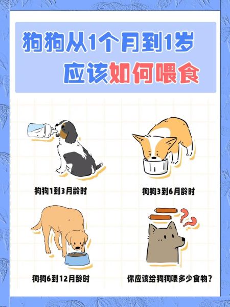 喂养宠物狗(如何喂养小狗才能让它健康成长)