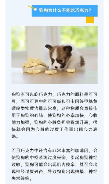 喂狗吃巧克力(到底有多危险)