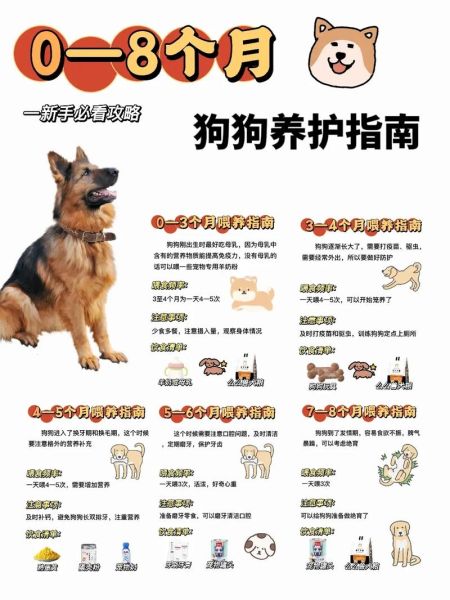 喂狗粮(怎么喂狗粮才能让它吃得香)