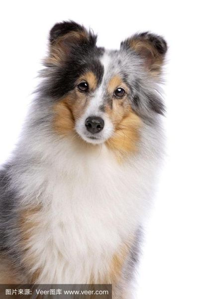 喜乐蒂牧羊犬(它需要多少运动量)