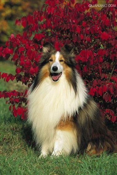 喜乐蒂牧羊犬(它需要多少运动量)