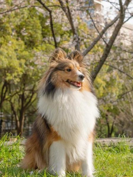 喜乐蒂犬(是不是真的那么完美)