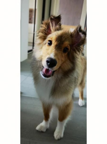 喜乐蒂犬(是不是真的那么完美)