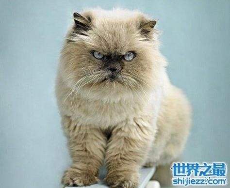 喜玛拉雅猫(还是人工培育出来的)