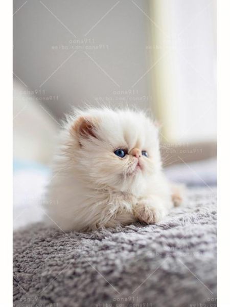 喜马拉雅猫(它适合家里有小孩的家庭吗)
